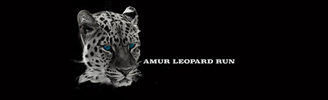 amur leopard run
