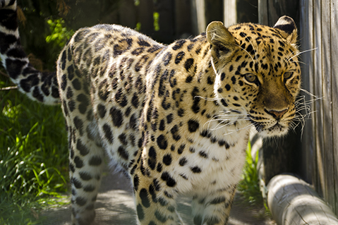 xizi amur luipaard